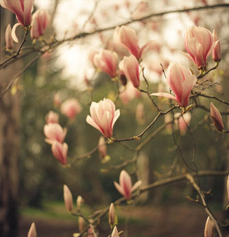 Pink magnolia blossoms on a tree branch, nature photography captures spring season.