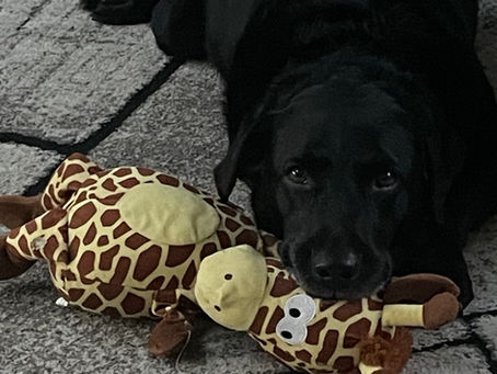 Why We’re Dog-Friendly – and Why Our Dog Rules Matter