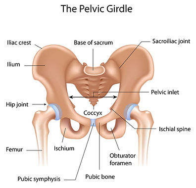 The Pelvic Girdle