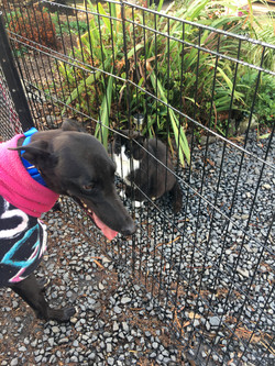 Lily greyhound 46
