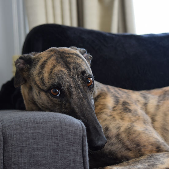Adopt a Greyhound Dog: Discover Their Gentle Nature