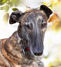 Zero greyhound 5