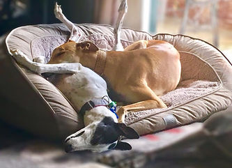 Greyhound couch potato | R2R