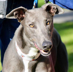 Smurf greyhound 11