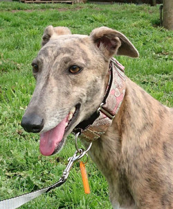 Dixie greyhound 13