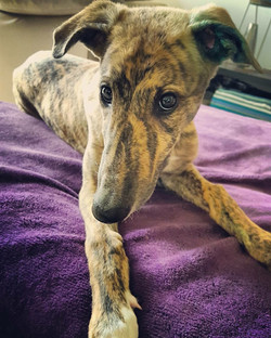 Oddie greyhound puppy 45
