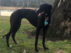 Anna greyhound 21