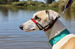 Bambi greyhound cross 26