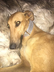 Greyhound Single | R2R