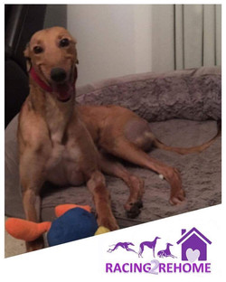 Tess greyhound 6