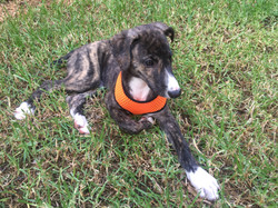 Brinn greyhound puppy 37