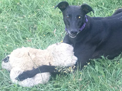 Iggy greyhound 41