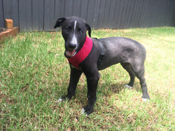 Pud greyhound puppy 36