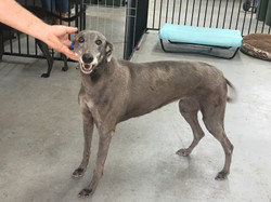 Charlotte greyhound 40