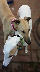 Greyhound Friends | R2R