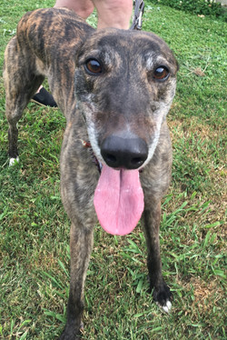Molly Greyhound 31