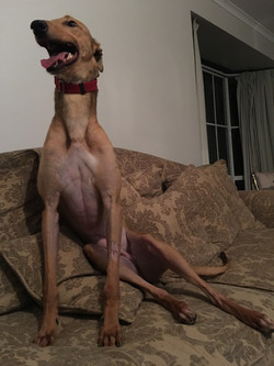 Ned greyhound 19