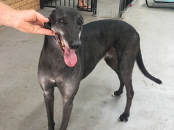 Charlie greyhound 42
