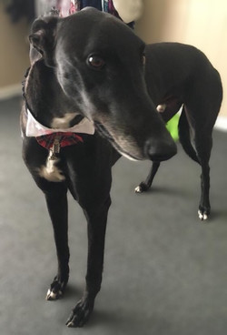 Marley greyhound 3