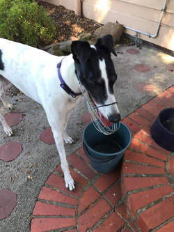 Queenie greyhound 47