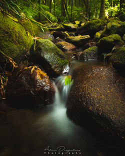 MossmanGorge2