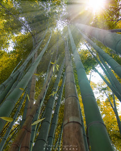 Bamboo