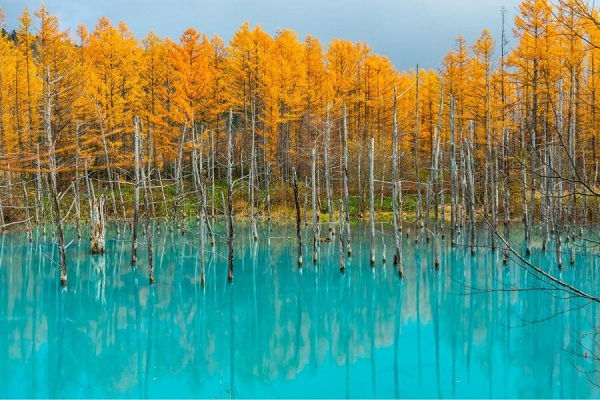Hình thu nhỏ: [2026] NHẬT BẢN 6N5Đ ANA KHÁM PHÁ HOKKAIDO MÙA LAVENDER