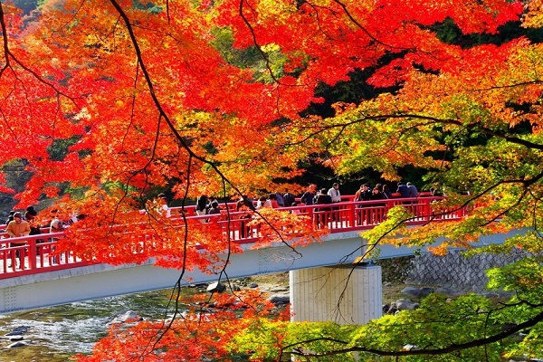 Hình thu nhỏ: [2025] NHẬT BẢN MÙA THU 6N5Đ VNA TOKYO – PHÚ SĨ – OSAKA – KYOTO