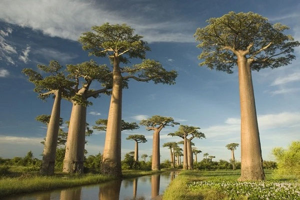 Thumbnail: [2026] KHÁM PHÁ CHÂU PHI 10N9Đ ET TIẾNG GỌI NƠI HOANG DÃ KENYA – TANZANIA