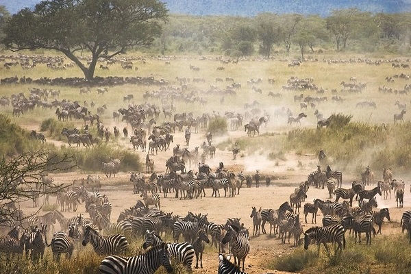 Thumbnail: [2026] KHÁM PHÁ CHÂU PHI 10N9Đ ET TIẾNG GỌI NƠI HOANG DÃ KENYA – TANZANIA