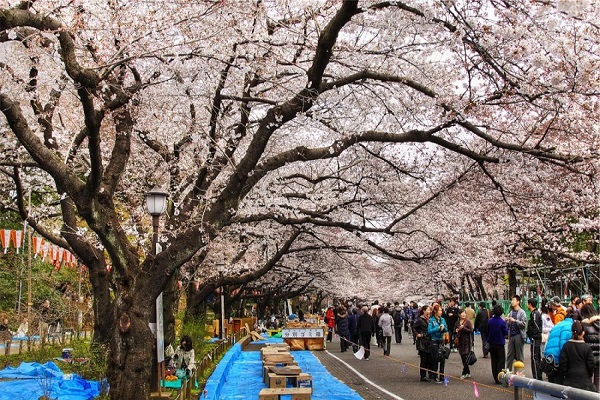 Thumbnail: [2024] HÀN QUỐC 6N5Đ BUSAN – CỐ ĐÔ GYEONGJU - SEOUL MÙA HOA ANH ĐÀO