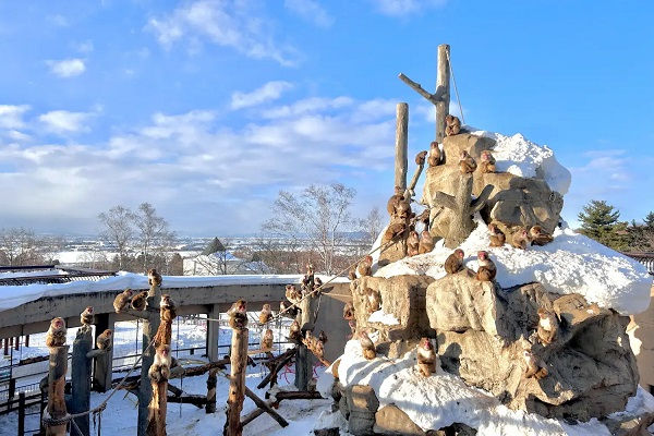 Thumbnail: [2026] HOKKAIDO CHỚM THU NHẬT BẢN 6N5Đ VJ NGẮM LÁ ĐỎ VÀ CỎ ĐỔI MÀU KOCHIA