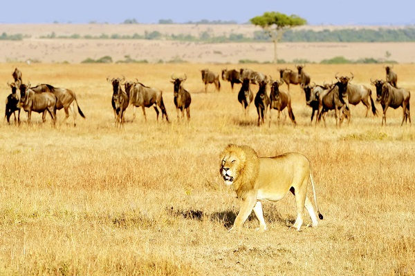 Thumbnail: [2026] KHÁM PHÁ CHÂU PHI 10N9Đ ET TIẾNG GỌI NƠI HOANG DÃ KENYA – TANZANIA
