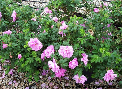 Rosa Belle Poite Pink | Spooky Tree Nursery