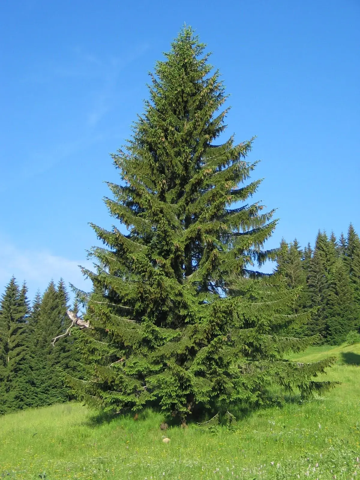 Norway Spruce
