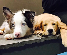 dog daycare