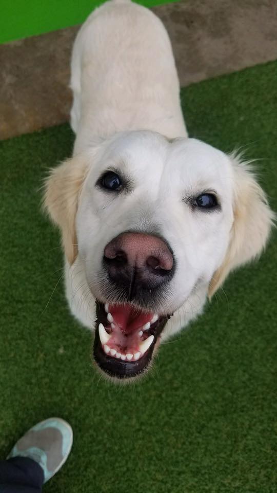 Home Pups Paradise Dog Daycare and Boarding Perrysburg, Ohio