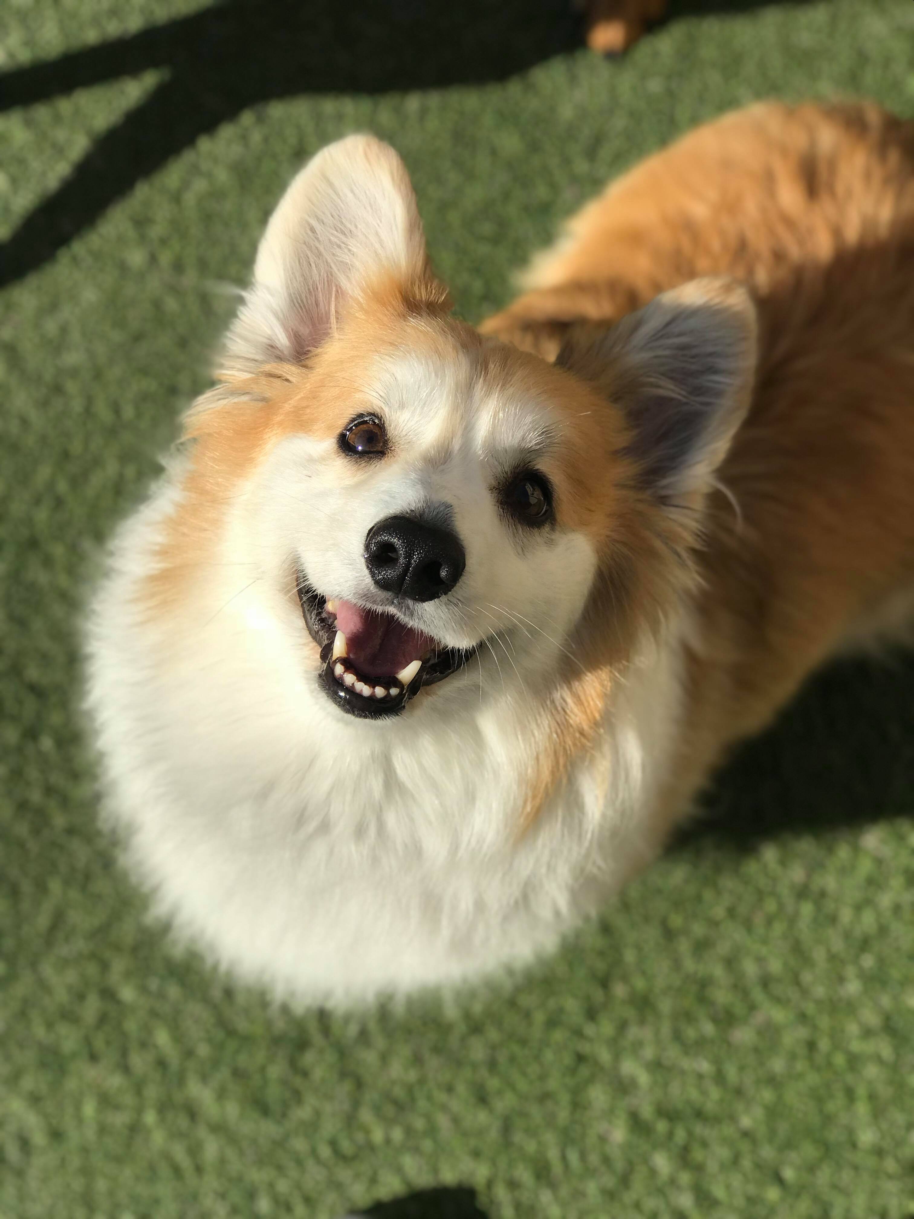 Home Pups Paradise Doggy Daycare and Boarding Toledo Ohio