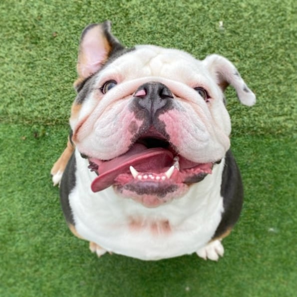 Home Pups Paradise Doggy Daycare and Boarding Toledo Ohio