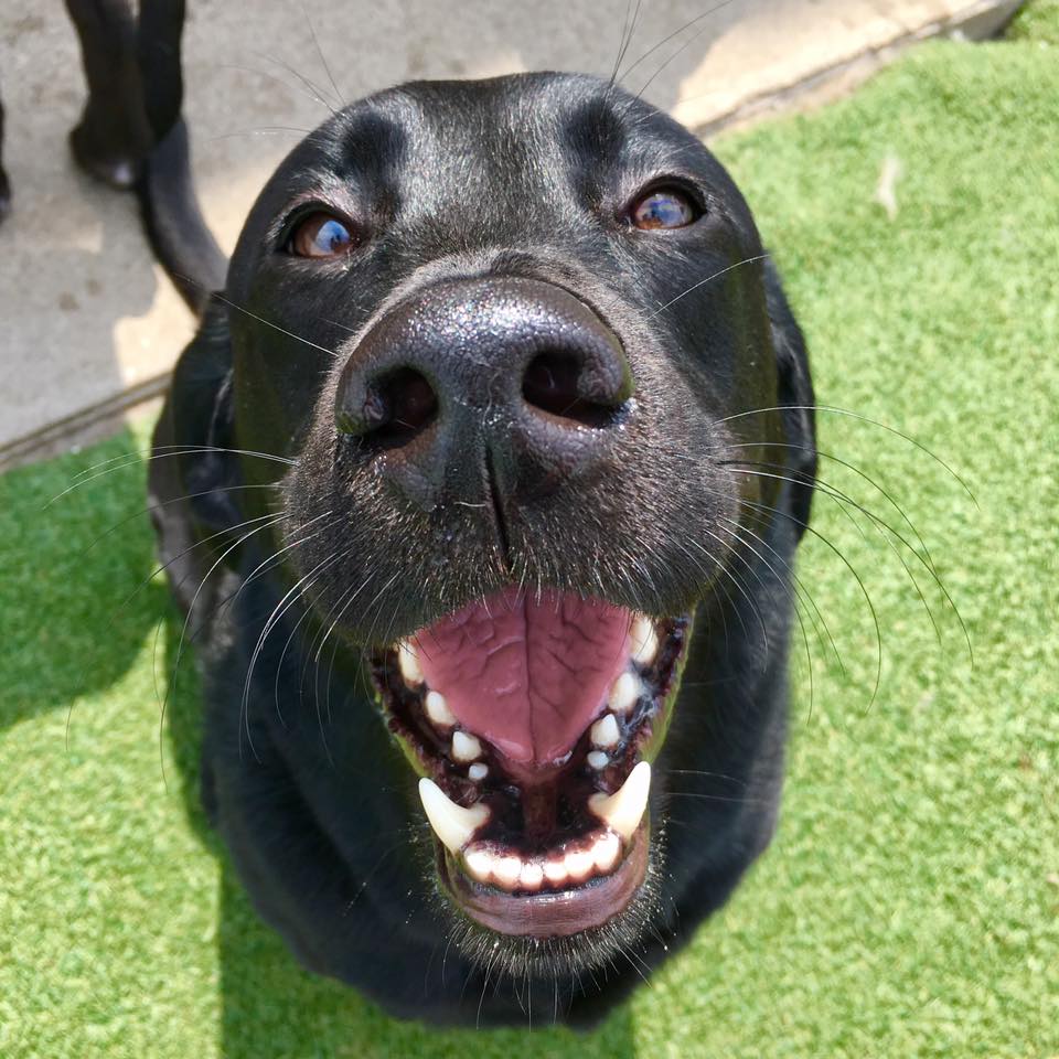 Home Pups Paradise Dog Daycare and Boarding Perrysburg, Ohio