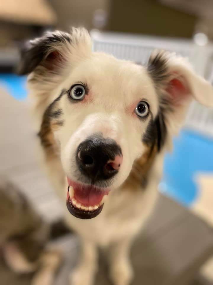 Home Pups Paradise Doggy Daycare and Boarding Toledo Ohio