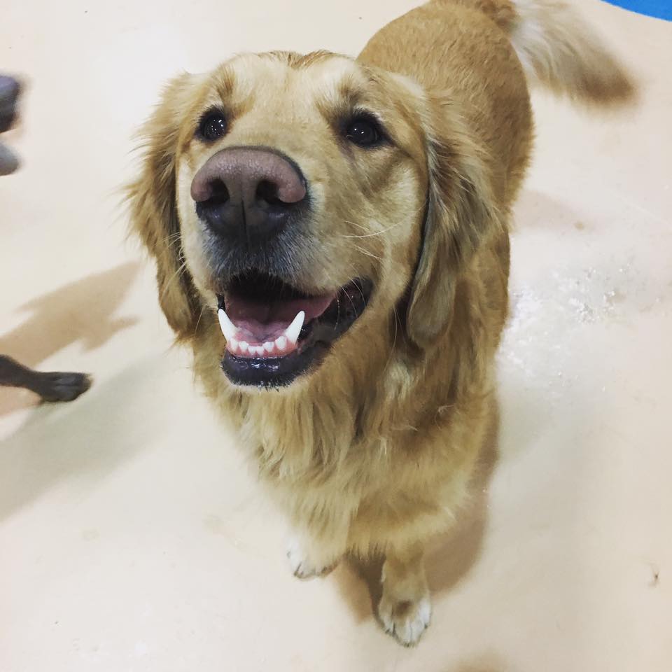 Home Pups Paradise Dog Daycare and Boarding Perrysburg, Ohio