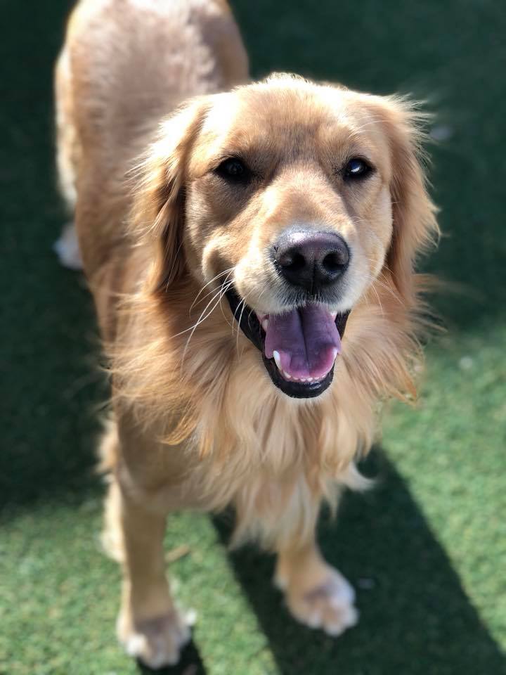 Home Pups Paradise Dog Daycare and Boarding Perrysburg, Ohio