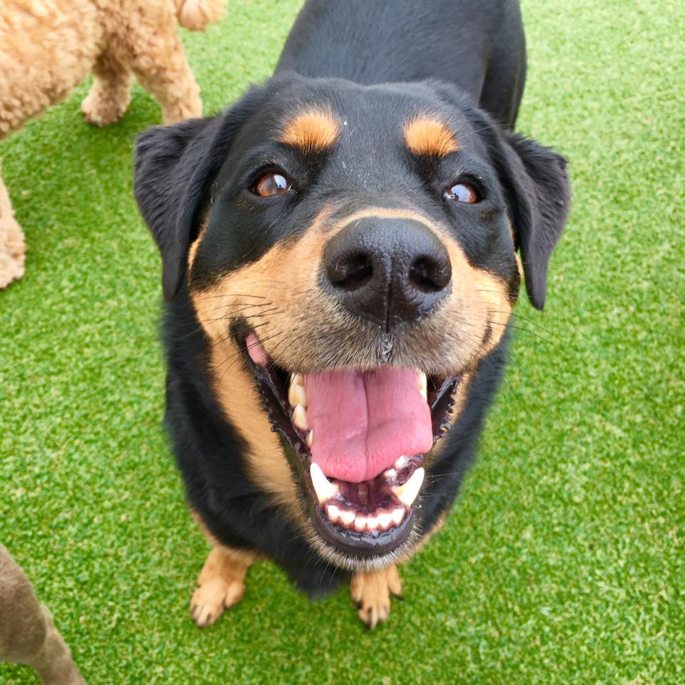 Home Pups Paradise Dog Daycare and Boarding Perrysburg, Ohio