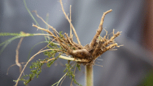 Valerian root