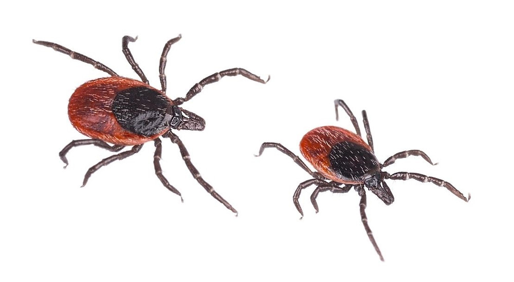 Kyasanur Forest Disease-Transmission