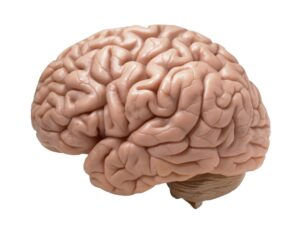 Neurological Diseases - Brain Image