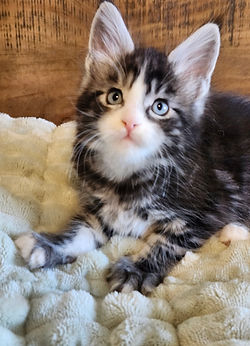 Maine Coon kitten raised by NewChoice Cattery in Ontario