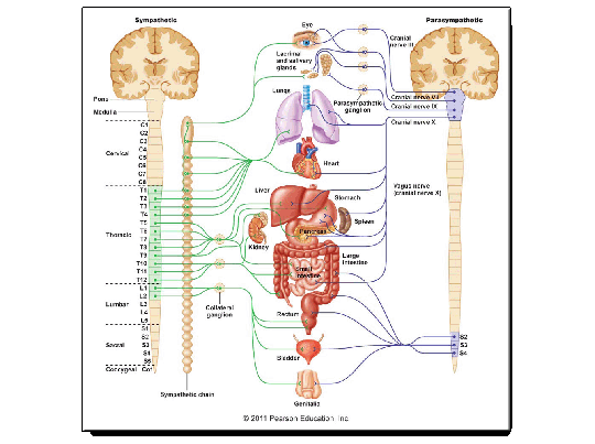 wix-Ad-Edu-Neurology---6hr.gif