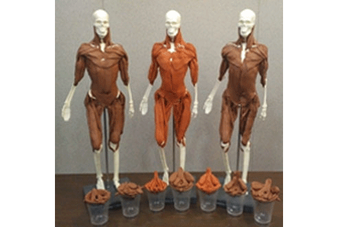 wix-Ad-Edu-Anatomy-in-3-Dimensions-2.gif